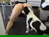 Cute dog licks a beastie gal's pussy